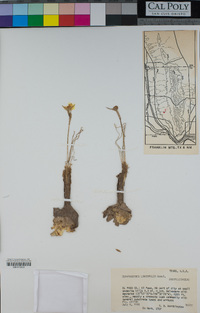 Habranthus longifolius image