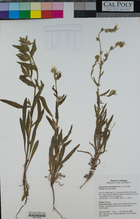 Amsinckia spectabilis var. spectabilis image