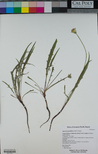 Agoseris grandiflora image