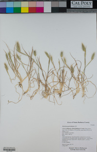 Hordeum geniculatum image