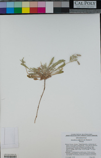 Oenothera californica image