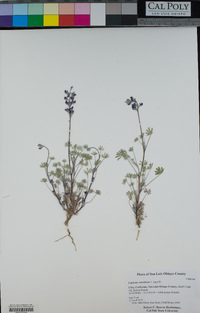 Lupinus concinnus image