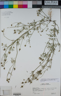 Heterosperma pinnatum image