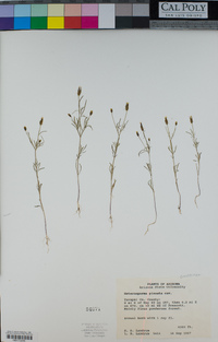 Heterosperma pinnatum image