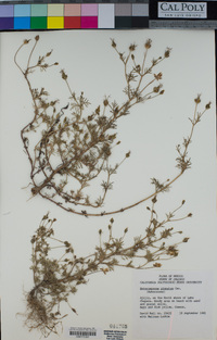 Heterosperma pinnatum image