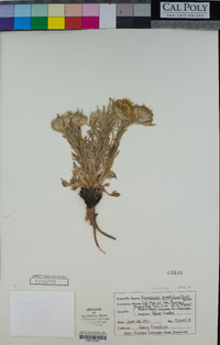 Hymenoxys grandiflora image