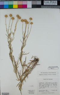 Hymenoxys lemmonii image
