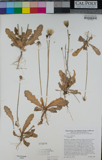 Hypochaeris glabra image