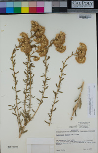 Isocoma acradenia var. eremophila image