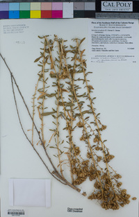 Isocoma acradenia var. bracteosa image