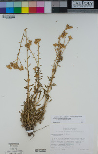 Isocoma acradenia var. bracteosa image