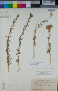 Isocoma menziesii var. vernonioides image