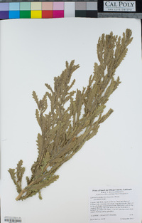 Laennecia coulteri image