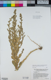 Laennecia coulteri image