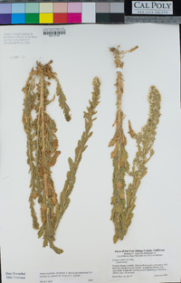 Laennecia coulteri image