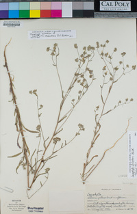 Lagophylla diabolensis image