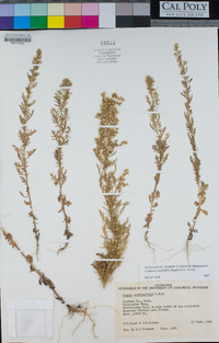 Laennecia sophiifolia image