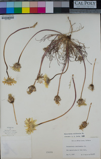 Malacothrix californica image