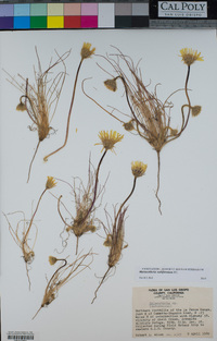 Malacothrix californica image