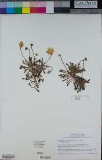 Malacothrix incana image