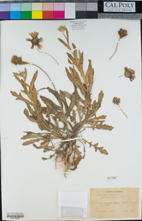 Gaillardia pulchella var. picta image