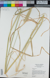 Phalaris aquatica image