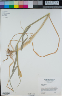 Phalaris aquatica image