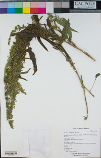 Rumex salicifolius image