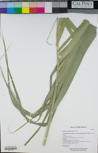 Elymus condensatus image