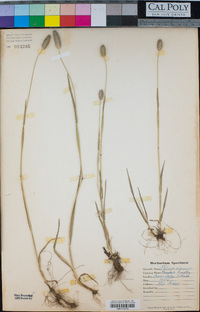 Phleum alpinum image