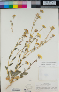 Geraea canescens image