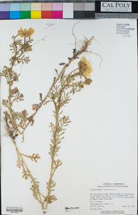 Glebionis coronaria image