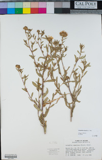 Grindelia arizonica image