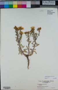 Grindelia squarrosa image