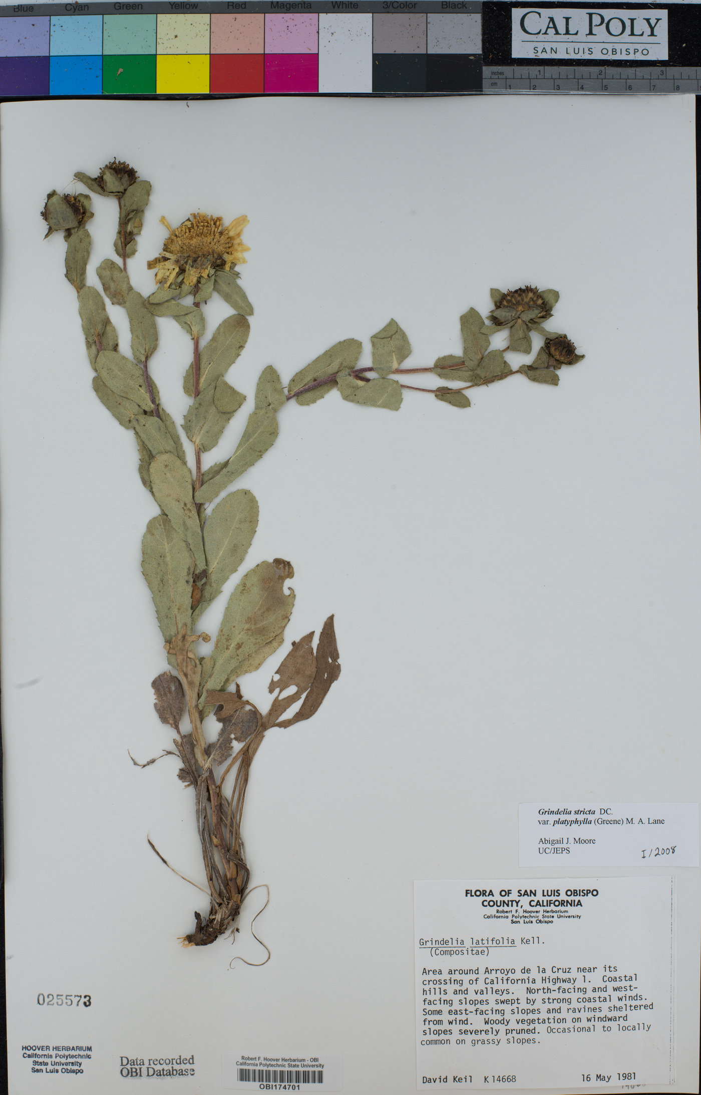 Grindelia stricta var. platyphylla image