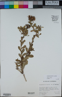 Grindelia stricta image