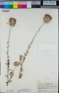Cirsium occidentale var. californicum image