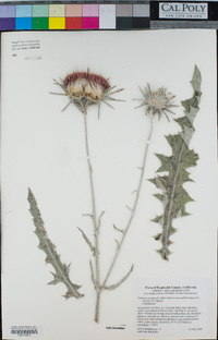 Cirsium occidentale image