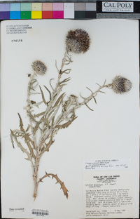 Cirsium occidentale image