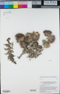 Cirsium occidentale image