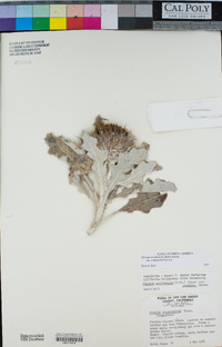 Cirsium occidentale var. compactum image