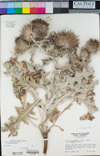 Cirsium occidentale var. compactum image