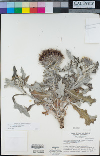 Cirsium occidentale image