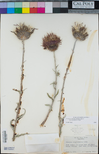 Cirsium occidentale var. lucianum image