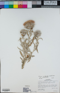 Cirsium occidentale image