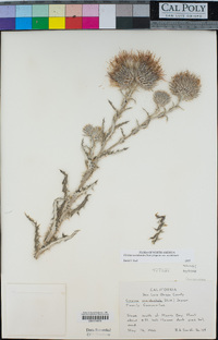 Cirsium occidentale image