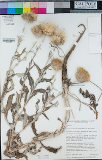 Cirsium occidentale var. occidentale image