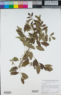 Fraxinus dipetala image