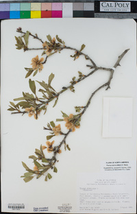 Prunus dulcis image