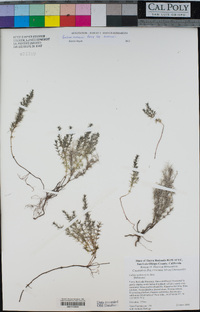 Galium andrewsii image